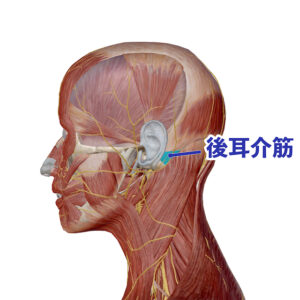 マスク頭痛に関連の深い後耳介筋 